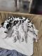 Dalmatian Puppies for sale in Redding, CA 96002, USA. price: NA