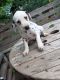 Dalmatian Puppies for sale in Cornelia St, New York, NY 10014, USA. price: $350