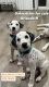 Dalmatian Puppies for sale in Orlando, FL, USA. price: NA