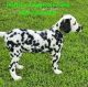 Dalmatian Puppies for sale in Canton, TX 75103, USA. price: $1,300