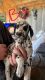 Dalmatian Puppies for sale in Easton, KS 66020, USA. price: $500