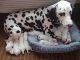Dalmatian Puppies for sale in Romeoville, IL, USA. price: NA