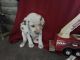 Dalmatian Puppies for sale in Schuyler County, NY, USA. price: NA