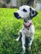 Dalmatian Puppies for sale in Houston, TX, USA. price: $700