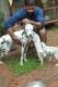 Dalmatian Puppies for sale in Kottayam, Kerala, India. price: 6000 INR