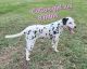 Dalmatian Puppies for sale in Canton, TX 75103, USA. price: $500