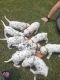 Dalmatian Puppies for sale in Southington, OH 44470, USA. price: NA