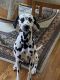 Dalmatian Puppies for sale in Cincinnati, OH, USA. price: NA