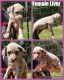 Dalmatian Puppies for sale in Shell Knob, MO, USA. price: $1,000
