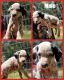 Dalmatian Puppies for sale in Shell Knob, MO, USA. price: $800