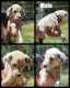 Dalmatian Puppies for sale in Shell Knob, MO, USA. price: NA