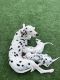 Dalmatian Puppies for sale in Belvedere DA17, UK. price: 500 GBP