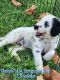 Dalmatian Puppies for sale in Canton, TX 75103, USA. price: $1,500
