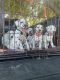Dalmatian Puppies for sale in Hearne, TX 77859, USA. price: $1,500