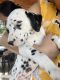 Dalmatian Puppies for sale in Denver, CO, USA. price: $1,200