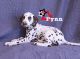 Dalmatian Puppies for sale in Utah County, UT, USA. price: $1,300