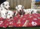 Dalmatian Puppies for sale in Trenton, NJ, USA. price: NA