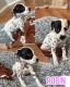 Dalmatian Puppies for sale in Roselle, NJ, USA. price: NA