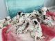 Dalmatian Puppies for sale in Bakersfield, CA 93309, USA. price: $900