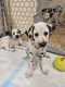 Dalmatian Puppies for sale in Mesa, AZ, USA. price: $1,200