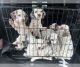 Dalmatian Puppies for sale in La Puente, CA, USA. price: $800