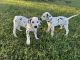Dalmatian Puppies for sale in Licking, MO 65542, USA. price: NA