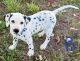 Dalmatian Puppies for sale in Licking, MO 65542, USA. price: $600