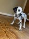 Dalmatian Puppies for sale in Roselle, NJ, USA. price: $700