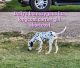 Dalmatian Puppies for sale in Canton, TX 75103, USA. price: $950