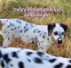 Dalmatian Puppies for sale in Canton, TX 75103, USA. price: $2,000