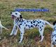 Dalmatian Puppies for sale in Canton, TX 75103, USA. price: $600