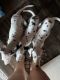 Dalmatian Puppies for sale in Elgin, TX 78621, USA. price: $150