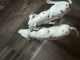 Dalmatian Puppies for sale in Elgin, TX 78621, USA. price: $200