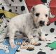 Dalmatian Puppies for sale in Canton, TX 75103, USA. price: $1,200