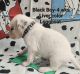 Dalmatian Puppies for sale in Canton, TX 75103, USA. price: $1,700