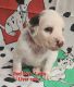 Dalmatian Puppies for sale in Canton, TX 75103, USA. price: $1,500