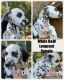 Dalmatian Puppies for sale in 717 Washington Rd, Shell Knob, MO 65747, USA. price: $100,000