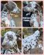 Dalmatian Puppies for sale in 717 Washington Rd, Shell Knob, MO 65747, USA. price: $600