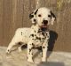 Dalmatian Puppies for sale in Willingboro, NJ, USA. price: $850
