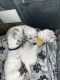 Dalmatian Puppies for sale in 6655 W Fishermans Dr, Tucson, AZ 85757, USA. price: $1,500
