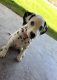 Dalmatian Puppies for sale in Benson, AZ, USA. price: $500