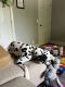 Dalmatian Puppies for sale in Fort Campbell, KY, USA. price: $250
