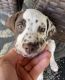 Dalmatian Puppies for sale in Vero Beach, FL 32968, USA. price: $1,000