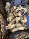Dalmatian Puppies for sale in Chesterfield, VA, USA. price: $700