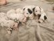 Dalmatian Puppies for sale in Ningi QLD 4511, Australia. price: $1,800