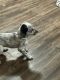 Dalmatian Puppies for sale in Tyler, TX, USA. price: $500