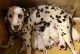 Dalmatian Puppies for sale in Lumpkin, GA 31815, USA. price: $1,000