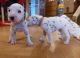 Dalmatian Puppies for sale in Hanalei, Hawaii. price: $400