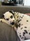 Dalmatian Puppies for sale in South Amboy, New Jersey. price: $1,000