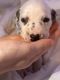 Dalmatian Puppies for sale in Belfry, Kentucky. price: $750